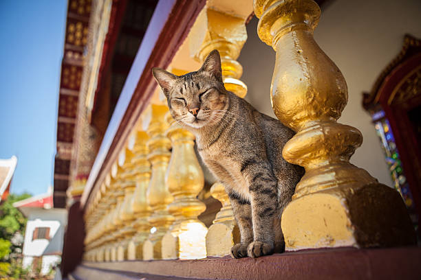 Domestic cat stand close gold pillar at monastery in Chengmai Thailand