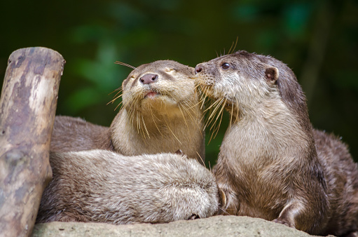 A pair of Oriental Short-Clawed Otters kissing