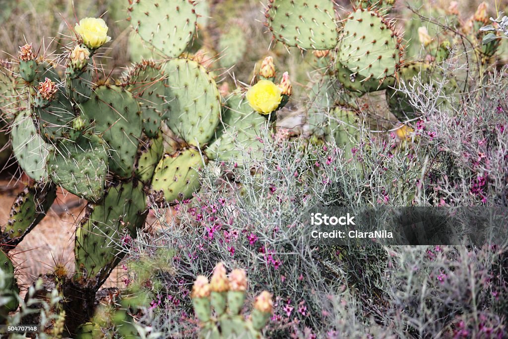 Amarilla flor de higo chumbo en South Mountain Park de Phoenix - Foto de stock de Afilado libre de derechos