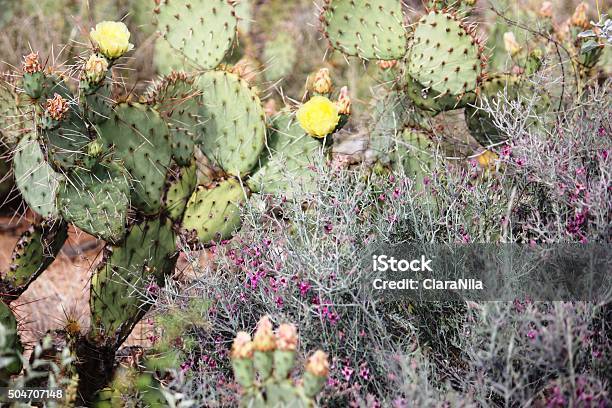 Amarilla Flor De Higo Chumbo En South Mountain Park De Phoenix Foto de stock y más banco de imágenes de Afilado