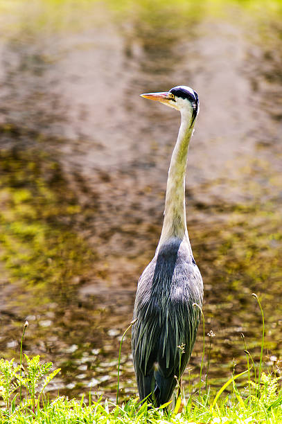 istock Blue Heron in Regent's Park, London 504707163