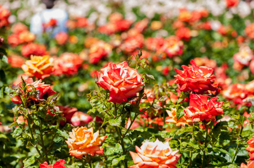 Queen Mary's Rose Garden in Regent's Park, London. It is London's largest collection of roses with approximately 12,000 roses within the gardens.