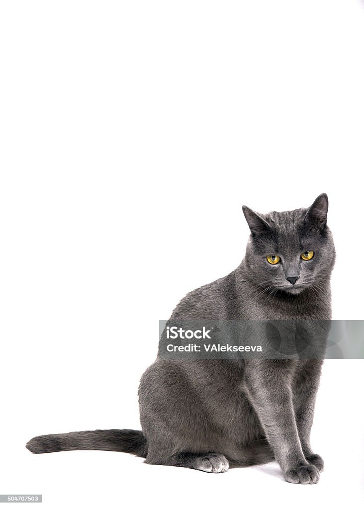 Sad gray cat (Грустный серый кот) Gray cat on white background (Серый кот на белом фоне) Animal Stock Photo