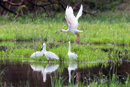 One african spoonbill is flying (platalea alba) and others birds are feeding
