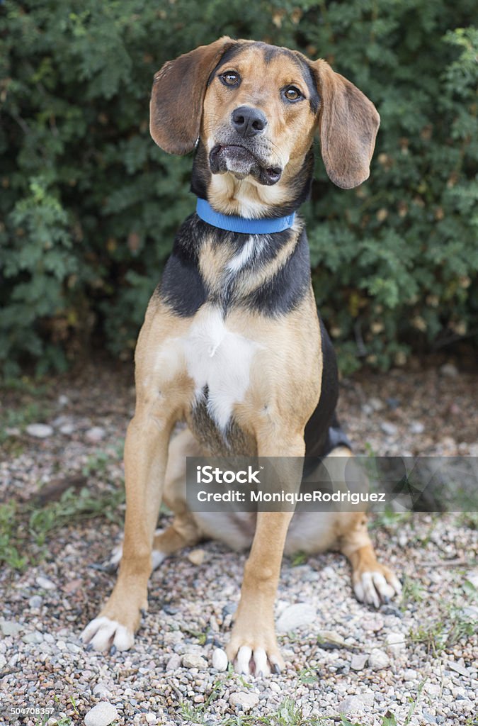 Dog portait in natural light Canine dog portrait outside in natural light. Dog Stock Photo