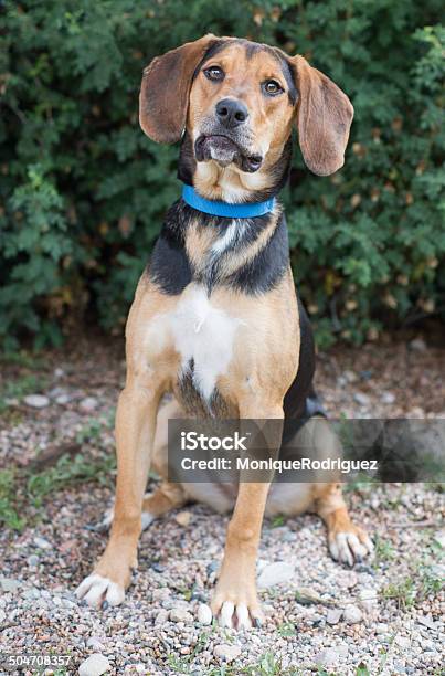 Dog Portait In Natural Light Stock Photo - Download Image Now - Dog, Slanted, Animal