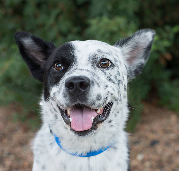 istock Dog portait in natural light 504708375