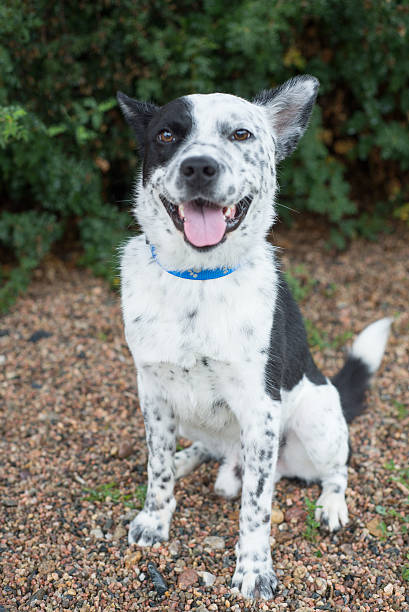 istock Dog portait in natural light 504708481