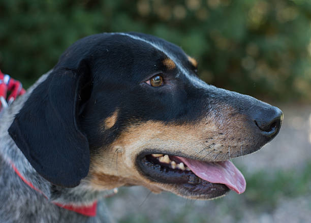 istock Dog portait in natural light 504708543