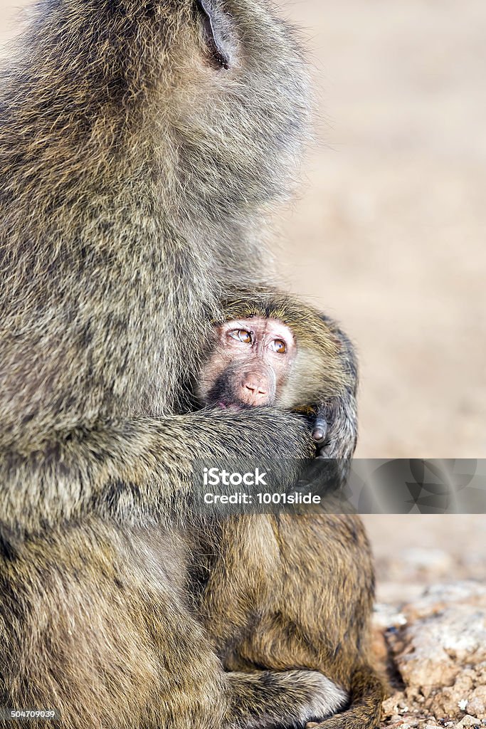 Babuíno mãe e bebê-tal como humana - Royalty-free Abraçar Foto de stock