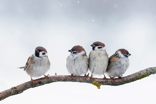 sparrows Siéntese en una sucursal en invierno photo