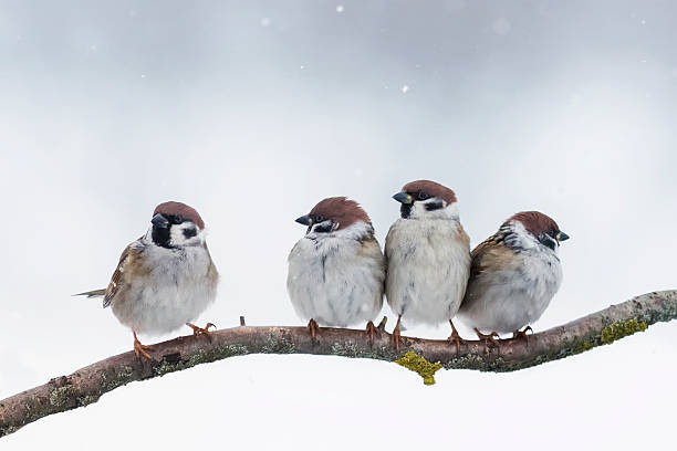 sparrows siéntese en una sucursal en invierno - four animals fotografías e imágenes de stock