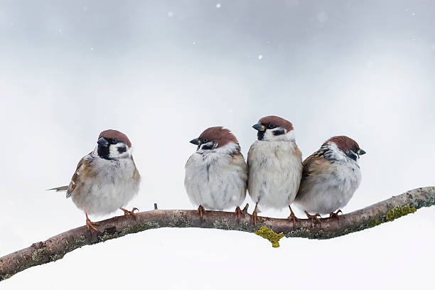 sparrows sit on a branch in winter four little funny sparrows sitting on a branch in winter in a snowstorm sparrow stock pictures, royalty-free photos & images