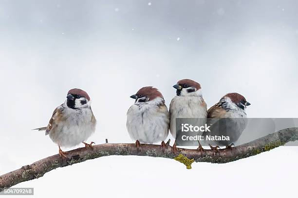 Sparrows Sit On A Branch In Winter Stock Photo - Download Image Now - Bird, Winter, Sparrow