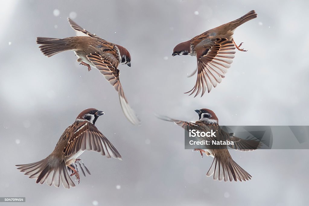 sparrows in the snow four little funny Sparrow flying in winter in a snowstorm Sparrow Stock Photo