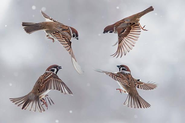 sparrows in the snow four little funny Sparrow flying in winter in a snowstorm sparrow photos stock pictures, royalty-free photos & images