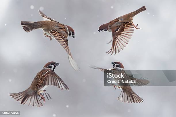 Sparrows In The Snow Stock Photo - Download Image Now - Sparrow, Flying, Photography