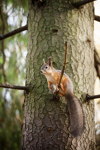 istock Eurasian red squirrel in the tree 504709604