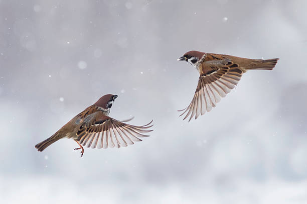 two sparrows flying in the sky two sparrows flying in the sky towards each other raspravitsya and wings in a snowstorm sparrow photos stock pictures, royalty-free photos & images
