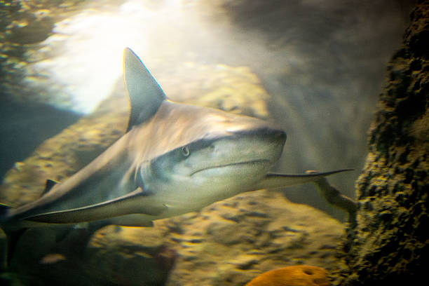 istock Shark close up in saltwater aquarium 504710103