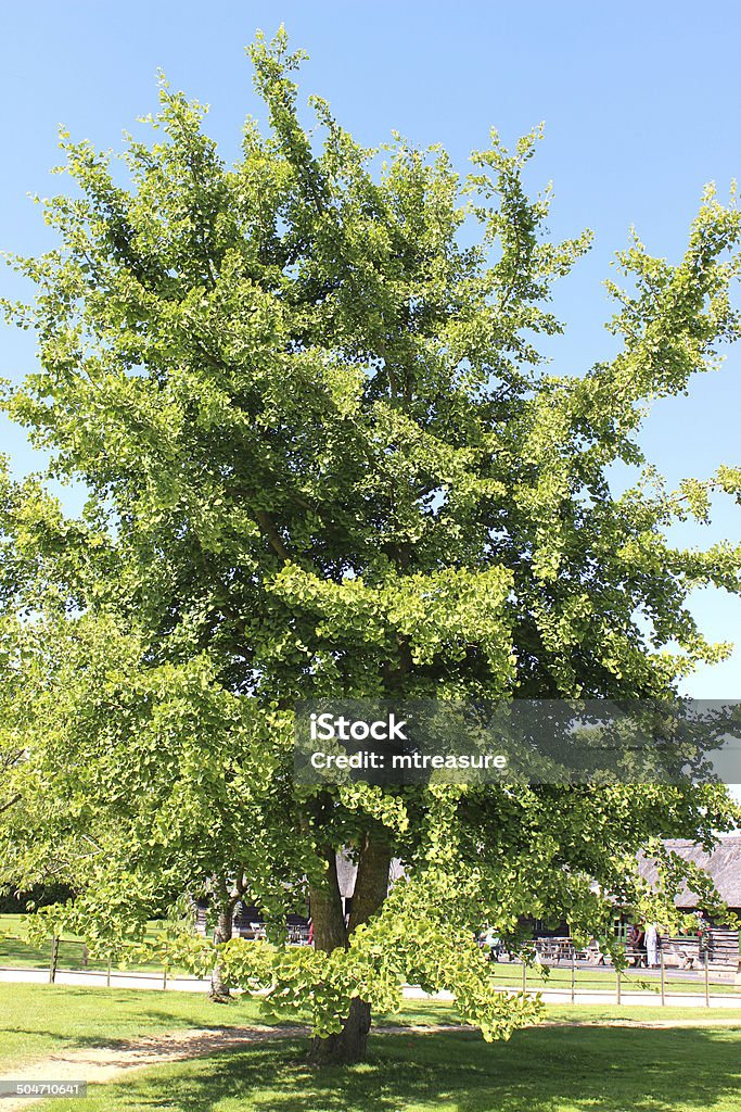 Image of ginkgo biloba tree (maidenhair fern tree) leaves, branches Photo showing a large gingko biloba tree (also known as a maidenhair tree) growing in a park, pictured in the spring against a blue sky. The image is taken from the base of the tree, looking upwards beneath the branches and unusual 'heart-shaped' leaves. Ginkgos are a unique 'fossil' tree and are actually a type of deciduous conifer / herb tree, with very thick, coarse roots. Tablets of ginkgo extract are believed to have health benefits and are regularly taken as vitamin supplements, helping memory loss, blood flow and other conditions. Coniferous Tree Stock Photo