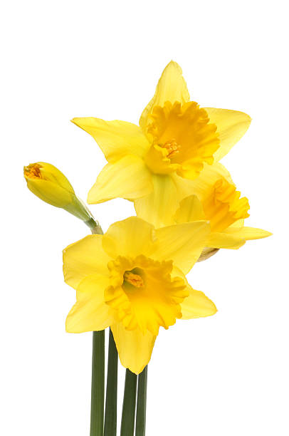 istock Daffodil flowers and bud 504710706