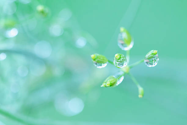 Water Raindrops on Dill Plant - Bokeh Garden Background