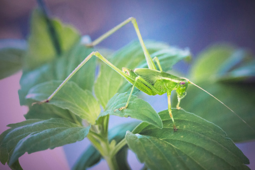 Grasshopper posing on leaves of mint.