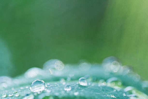 istock Fresh Drops Dew Rain Water on Leaf - Nature Background 504711093
