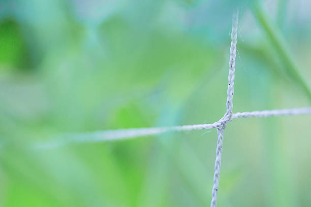 istock Garden Treliss Netting Background 504711097