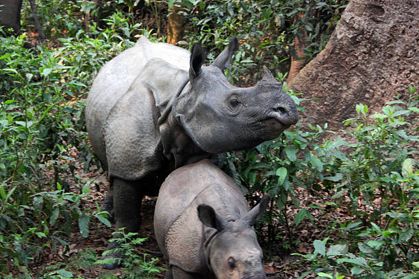 istock Nepal: Rhino at Chitwan National Park 504711309
