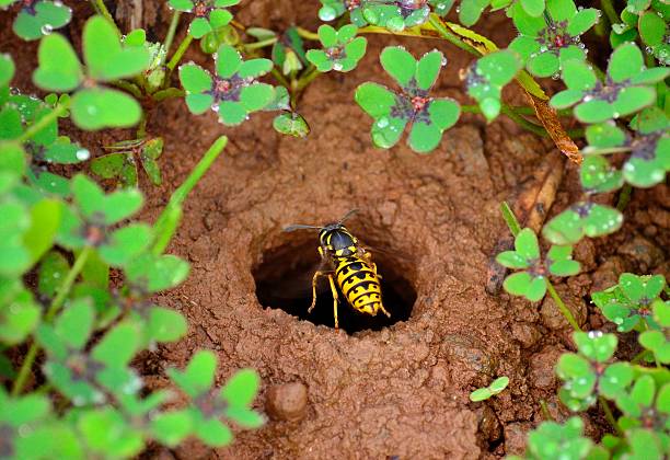 Small wasp in flight about to enter in the underground nest amidst clovers, Vespula germanica