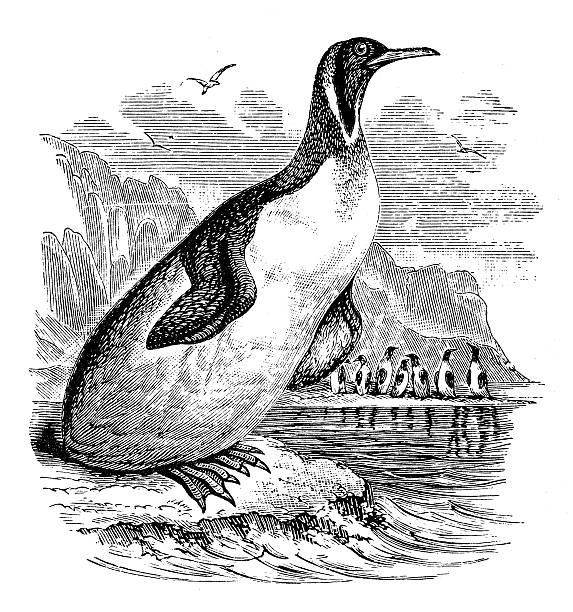 ilustrações de stock, clip art, desenhos animados e ícones de antiguidade ilustração de pinguim-de-schlegel (aptenodytes patagonicus) - penguin animal white background king penguin