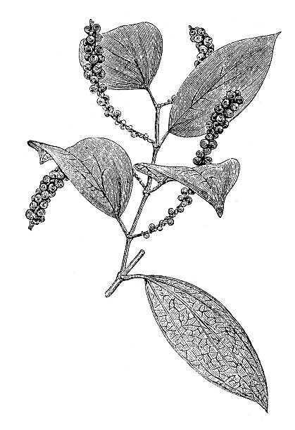 istock Antique illustration of Black pepper (Piper nigrum) 504711409