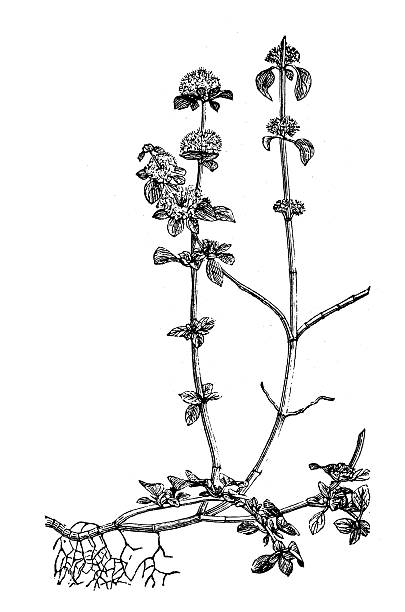Antique illustration of pennyroyal (Mentha pulegium) Antique illustration of pennyroyal (Mentha pulegium) mentha pulegium stock illustrations