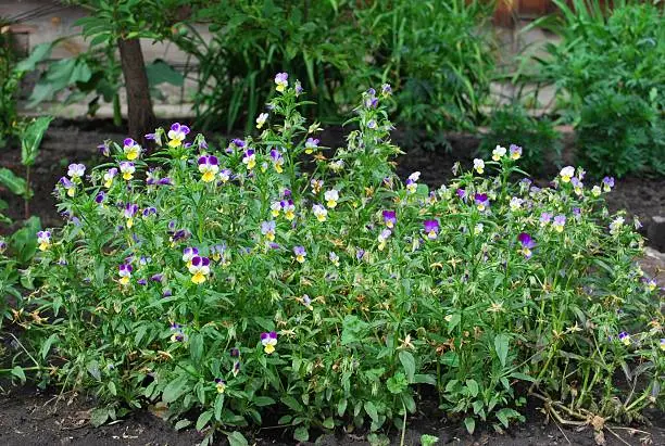 pansy flowers closeup on earth background