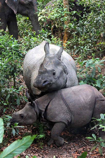 Nepal: Rhino at Chitwan National Park An Indian rhinoceros (Rhinoceros unicornis) with its baby in the Chitwan National Park. This endangered species (only 3,000 live in the wild) is the fifth largest land animal in the world. chitwan national park photos stock pictures, royalty-free photos & images
