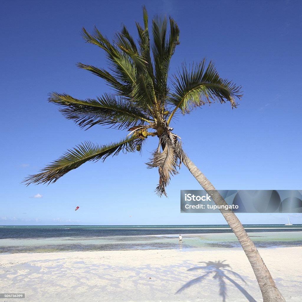 Cuba beach Cuba - Caribbean beach Cayo Guillermo. Sandy coast and coconut palm tree. Jardines del Rey region. Square composition. Beach Stock Photo