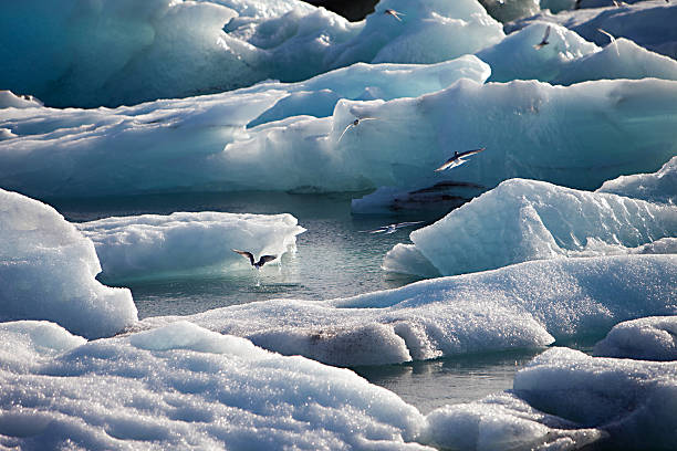 istock Artic Terns - Jokulsarlon lake, Iceland 504736643