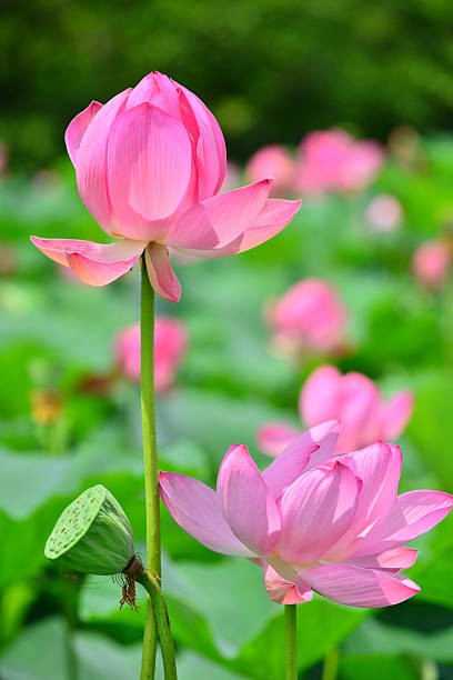istock Lotus Flowers 504737439
