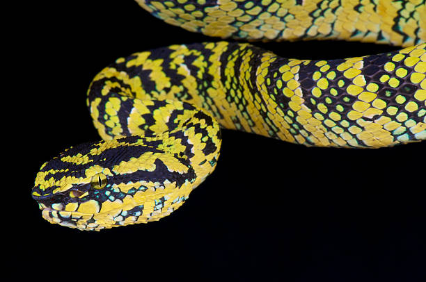 istock Temple viper / Tropidolaemus wagleri 504737699