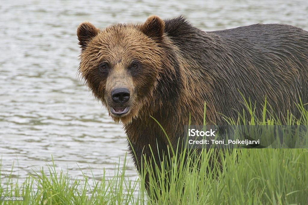 Grizzly vistazo - Foto de stock de Alaska - Estado de los EE. UU. libre de derechos