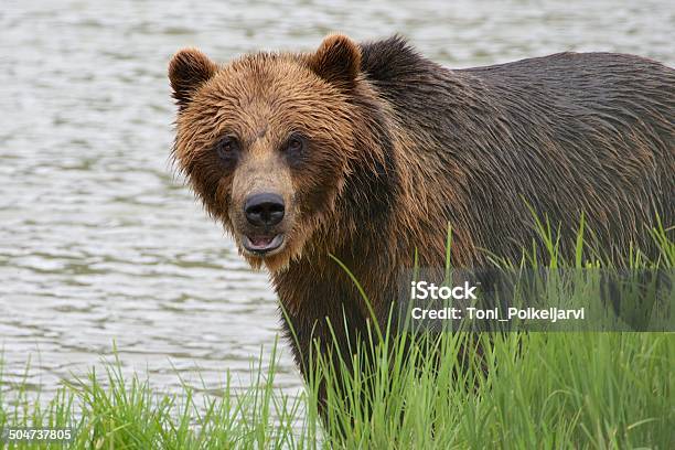 Grizzly Vistazo Foto de stock y más banco de imágenes de Alaska - Estado de los EE. UU. - Alaska - Estado de los EE. UU., Animal, Animales cazando