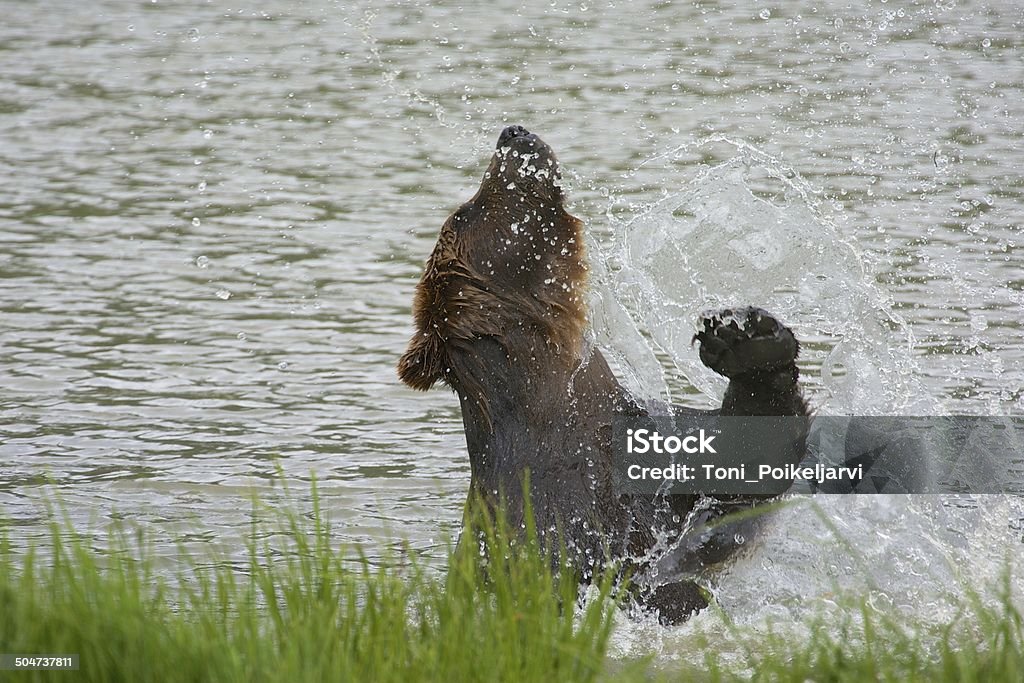 Grizzly agua juegos - Foto de stock de Alaska - Estado de los EE. UU. libre de derechos