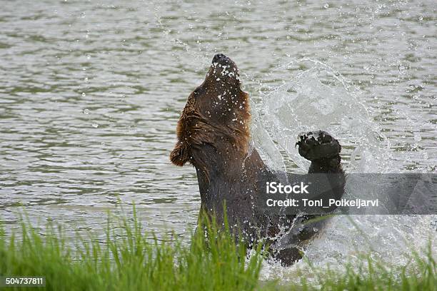 Grizzly Agua Juegos Foto de stock y más banco de imágenes de Alaska - Estado de los EE. UU. - Alaska - Estado de los EE. UU., Animal, Animales cazando
