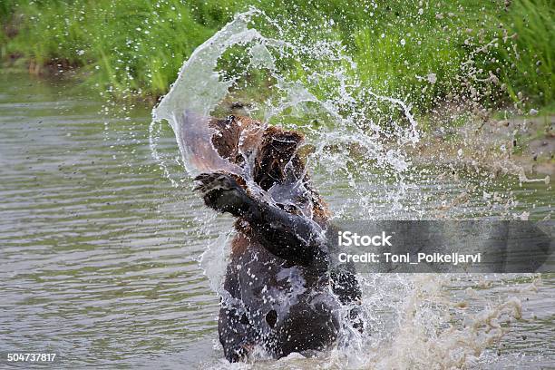 Grizzly Peón En El Agua Foto de stock y más banco de imágenes de Alaska - Estado de los EE. UU. - Alaska - Estado de los EE. UU., Animal, Animales cazando