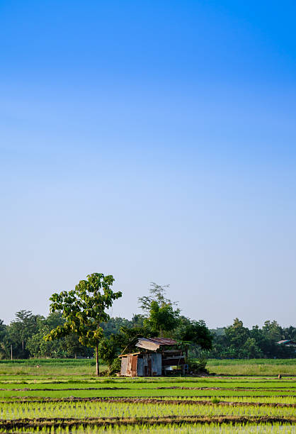 In the season of rice in Asia has made delivery of the beautiful scenery. I see the bright and breezy comfort.