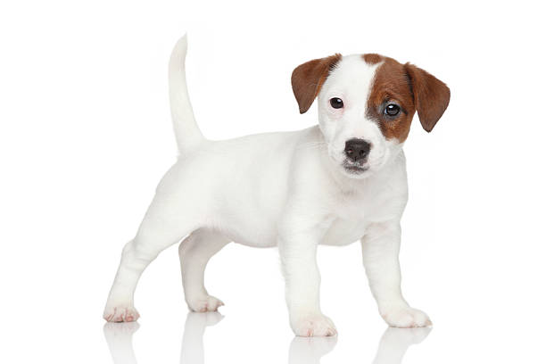 istock Jack Russell puppy portrait 504738339