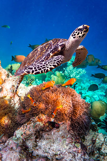 tartaruga-de-pente-eretmochelys imbricata - hawksbill turtle - fotografias e filmes do acervo