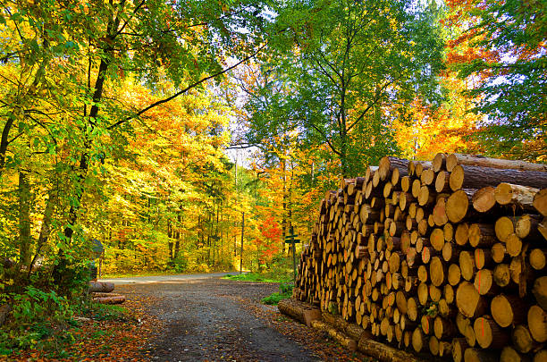 deciduous forest in autumn. Beeches in sunlight in morning fog. 